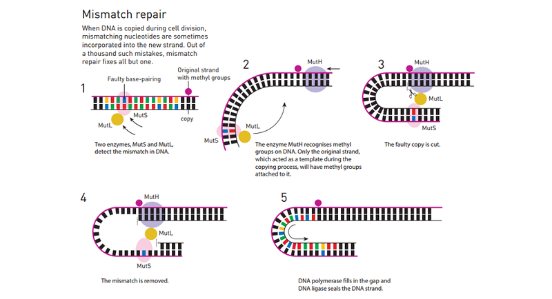 Illustration for article titled DNA Repair Earned the Nobel Prize in Chemistry, and Here's Why